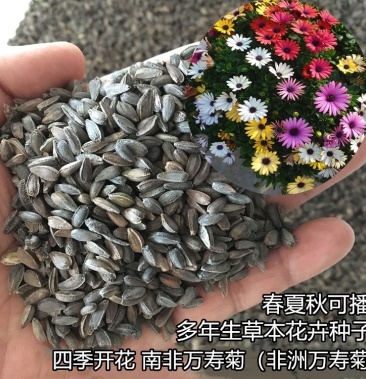 南非万寿菊种子蓝眼菊蓝目菊花籽耐寒四季播种景观绿化非洲菊