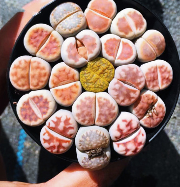 基地花卉批发多肉植物室内小盆栽大颗老桩生石花