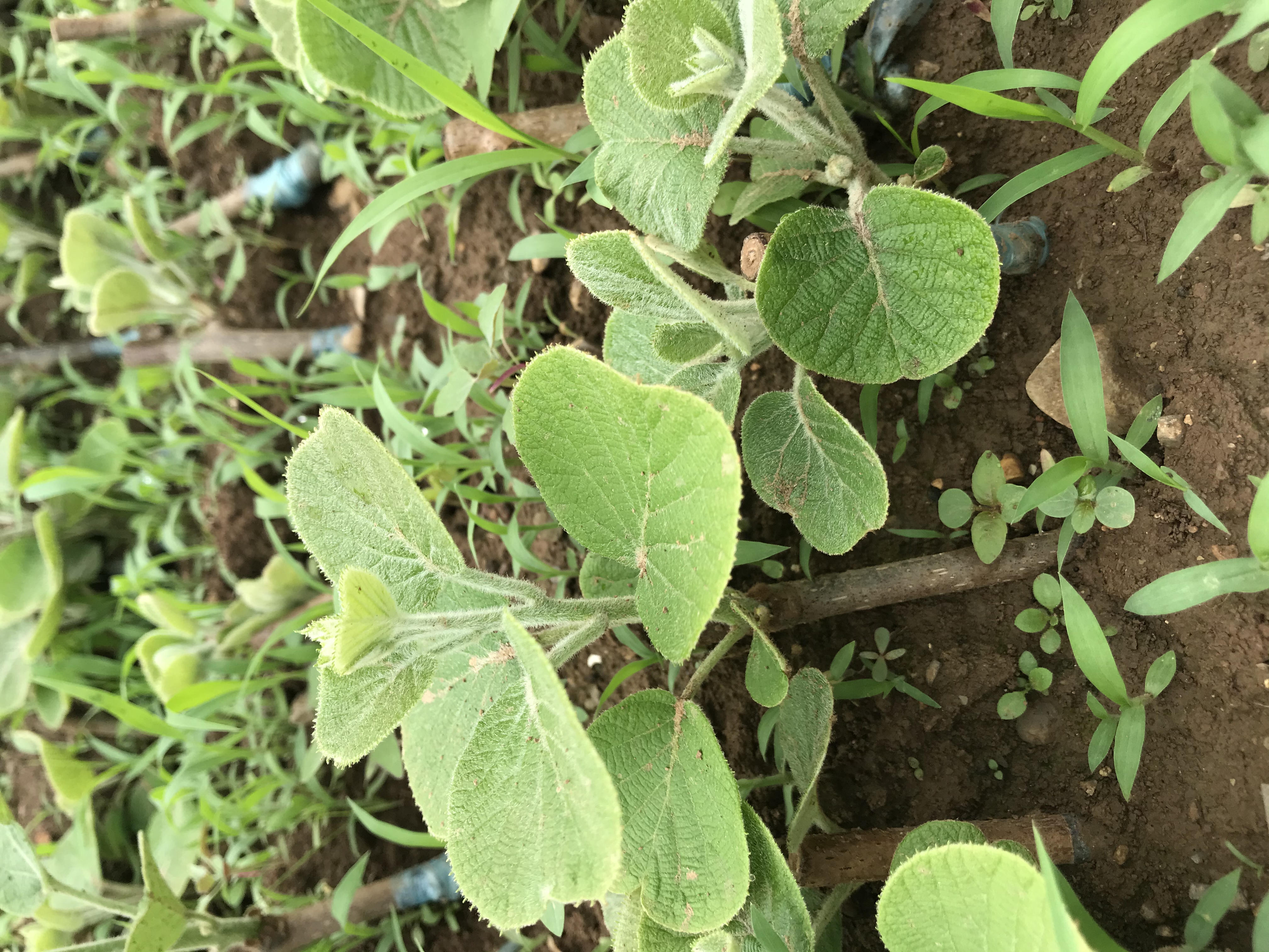 猕猴桃幼苗定植现场图:工人正在将苗木放入挖好的定植穴中,旁边摆放着有机肥袋和浇水桶,地面已起垄并铺设黑色地膜,远处可见已安装的T型架结构 图片描述