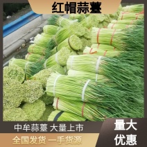 中牟早熟红帽蒜苔，晚熟蒜苔已上市，大量有货，价格平稳。