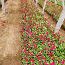 长春花天天开各种花卉产地直供当季新种极速发货可视频看货