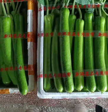 【西葫芦】精品瓠瓜 大量上市 产地直供 保质保量