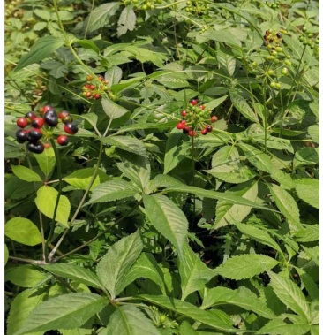 新鲜珠子参种苗新型贵州中药材种植基地纽子七疙瘩七