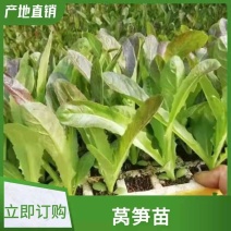 云南玉溪莴苣紫叶香芛苗清秀整齐，根系好成活高，品种全产量高