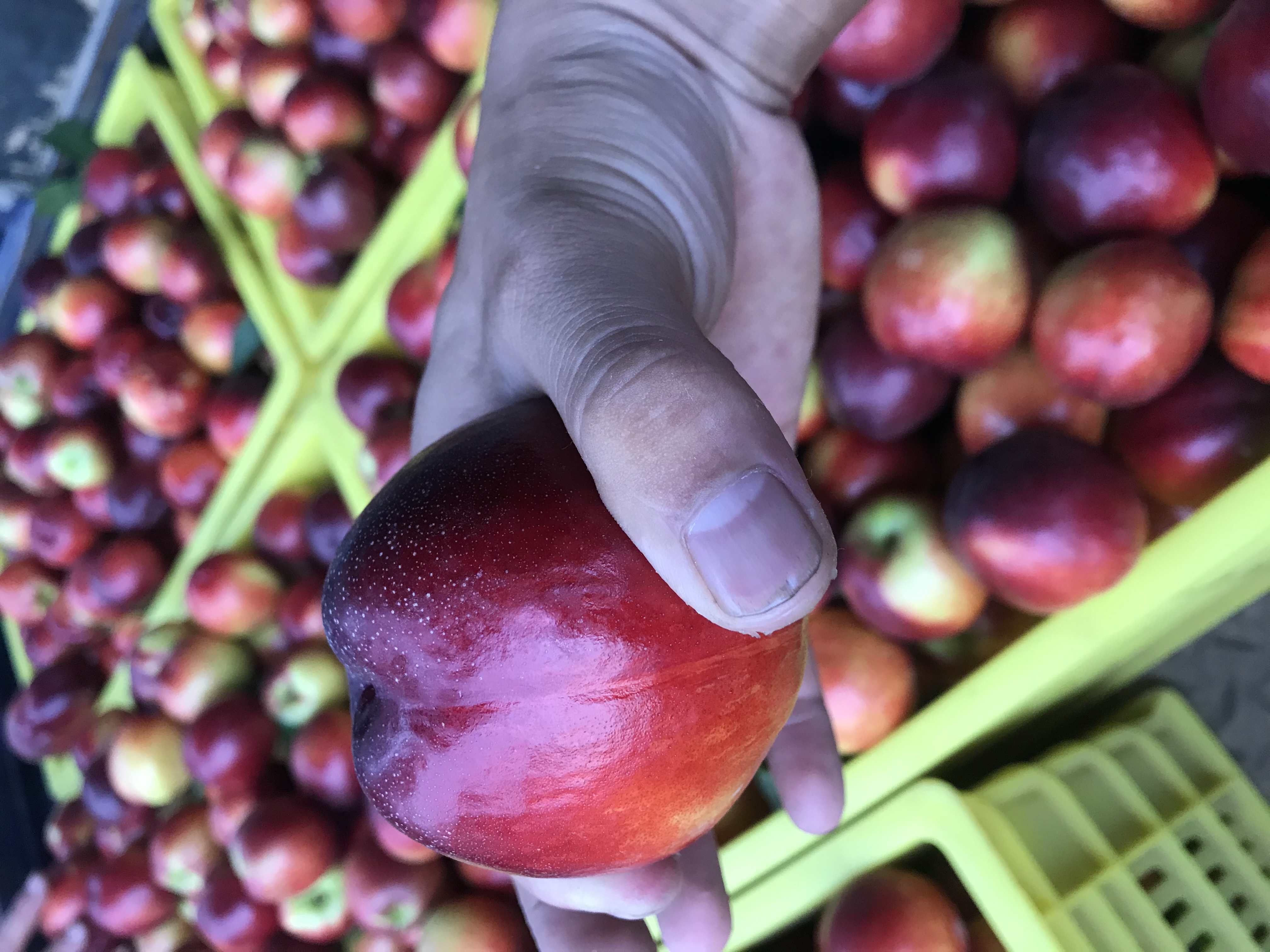 518油桃采摘场景