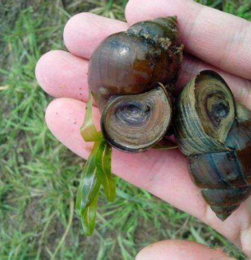 广西田螺基地直供规格齐全长期稳定有货肉质鲜活支持视频看货