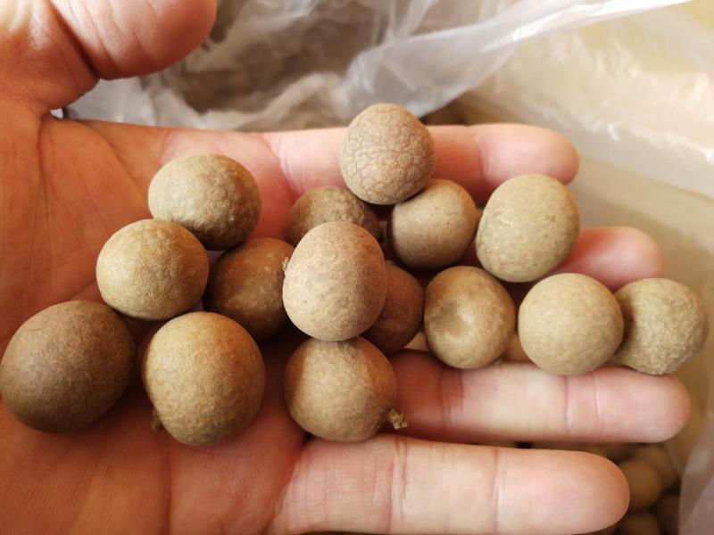 鲜龙眼食用建议示意图