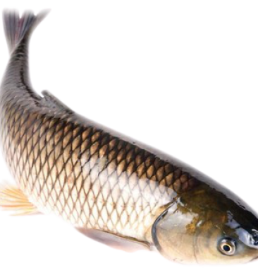 淡水转化咸水鱼石渚生态鲩鱼新鲜鲩鱼刺身级别