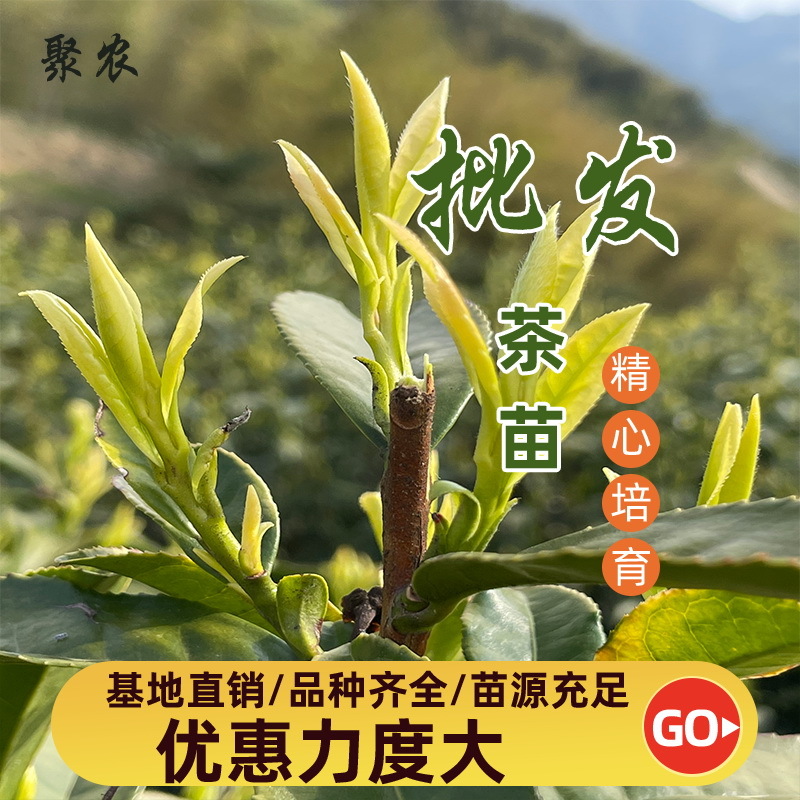 珍珠奶白茶苗珍珠奶白茶叶苗珍珠奶白茶树苗扦插枝条