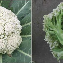 菜花苗65天/75天有机菜花苗耐热小米粒菜花苗
