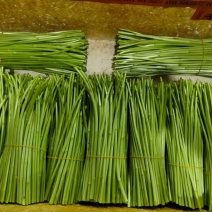 正品保障芦篙电商供货欢迎联系