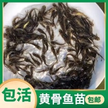 【黄骨鱼苗】精品黄骨鱼苗养殖基地直供包成活包技术
