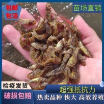 【黄骨鱼苗】优质杂交黄骨鱼苗基地现发包成活包技术