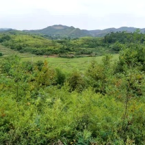 农村5000亩山地流转出租