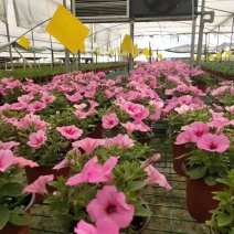 草花批发成都矮牵牛供应牵牛花价格成都牵牛花价格