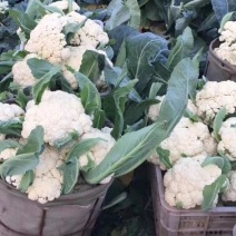 有机菜花苗青梗松花菜苗65天耐热菜花苗量大从优