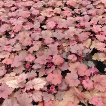 矾根价格矾根批发成都矾根基地草花批发花镜植物
