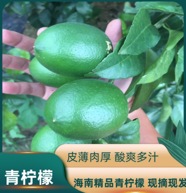 海南青柠檬大量供应量大价优市场供应电商平台
