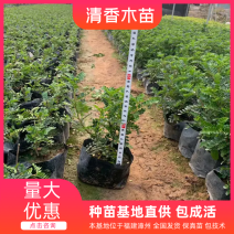 胡椒木苗基地直发包技术指导视频看货全国发货欢迎考察
