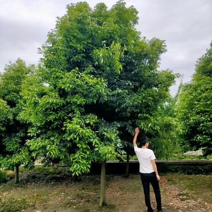 天竺桂树图片图片