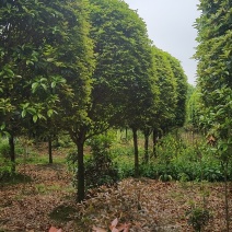 桂花价格成都桂花批发苗木报价成都桂花报价桂花基地