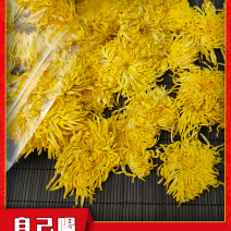 江西金丝皇菊特级大朵菊花茶一朵一杯皇菊清热去火