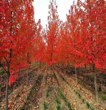 美国红枫秋火焰 基地直销