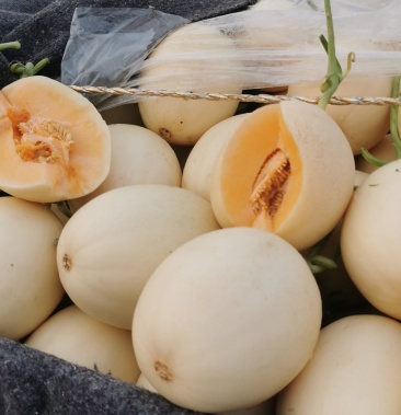 红肉脆梨甜瓜种子 早熟脆甜抗病白皮红肉,蜜公主