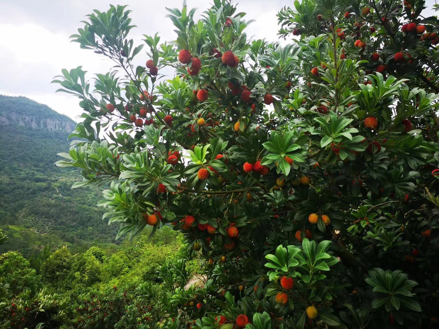 一棵茂盛的东魁杨梅树,枝头挂满硕大的紫红色杨梅果实,阳光透过树叶洒在果面上,展现出饱满光泽,背景为浙江山区果园环境,地面覆盖落叶和杂草 东魁杨梅树挂满紫红色果实特写
