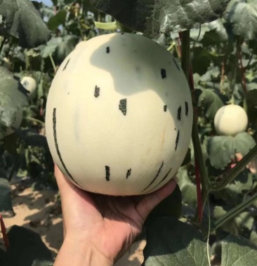 高端精品流星月露蜜瓜 蜜露蜜瓜甜瓜 商超对接一件代发