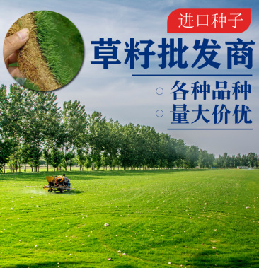 草坪种子四季常青护坡固土黑麦草种籽庭院绿化草皮种籽草籽