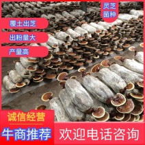 灵芝菌种灵芝母种原种栽培种赤芝紫芝黑芝菌种椴木种出芝菌包