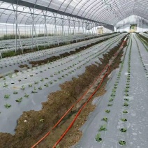 银黑打孔地膜全新料PE除虫反光上色草莓专用膜非