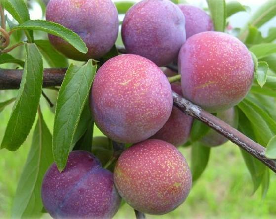 信息可视化图表展示红布林与其他常见李子品种在花青素、维生素C、膳食纤维含量上的对比柱状图,背景为清新厨房台面,旁边摆放切开的红布林果肉 红布林营养成分对比图表