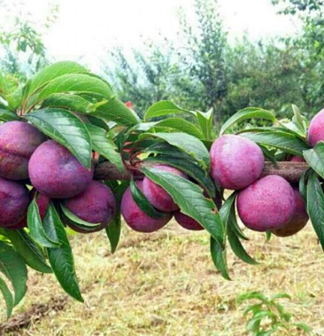 [李子批发]紫琥珀李,皮紫肉黄,皮薄肉多,大量上市!价格0.