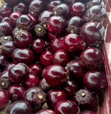 大红袍茄子苗 嫁接圆茄种苗 紫红圆茄苗 直播茄子苗早春种