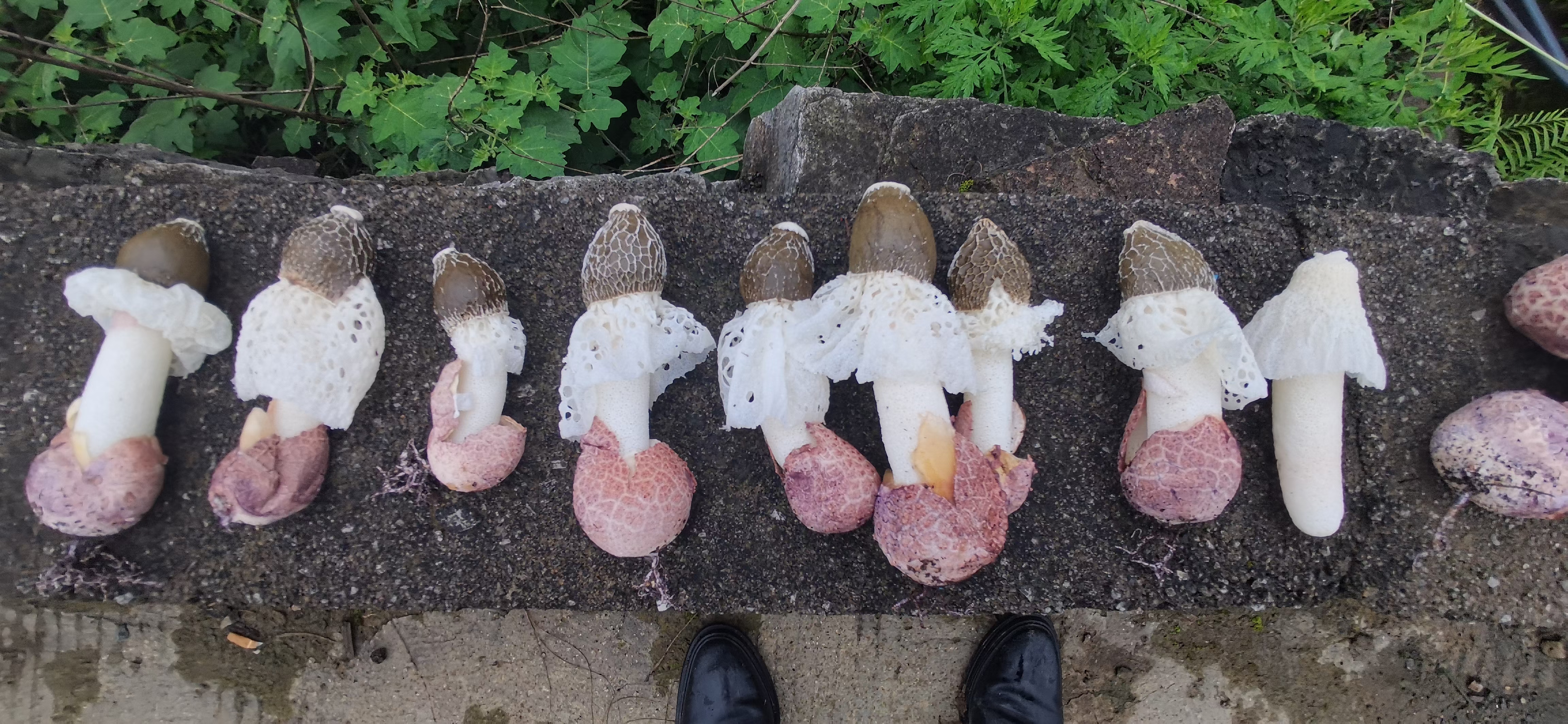 一株成熟的短裙红托竹荪,展示其鲜红色的菌托、短而密集的白色菌裙以及顶部暗绿色菌帽,生长在湿润的腐殖质土壤上,背景为林下阴湿环境 短裙红托竹荪新鲜子实体特写