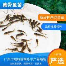 黄骨鱼黄颡鱼黄辣丁杂交黄骨鱼昂刺鱼全雄黄骨鱼苗