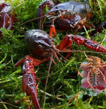淡水湖龙虾,精品霸王龙虾红虾5-7饭店专用