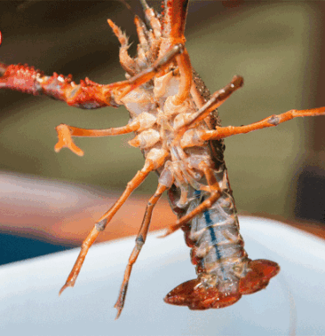 [小龙虾批发]金龙龙虾 金湖清水红虾10-13 价格60.00元/斤 - 一亩田