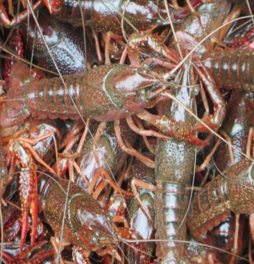 盱眙龙虾淡水养殖霸王龙虾青虾810饭店专用