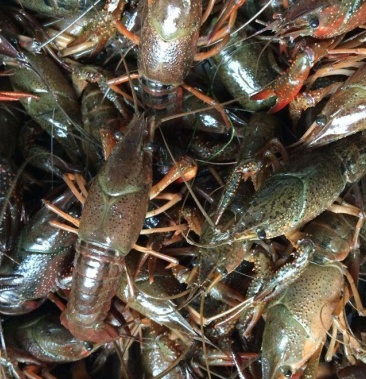 盱眙龙虾淡水养殖霸王龙虾红虾1013