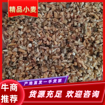 【小麦】山东精品小麦无土无沙保质保量量大从优