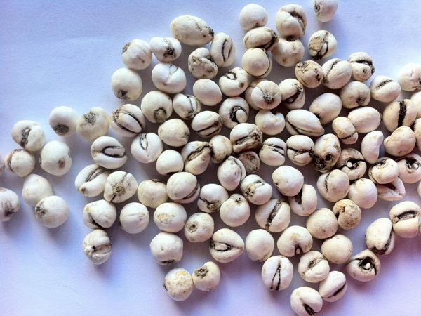 川贝母的植物形态