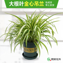 大盆金心吊兰枝繁叶茂金边吊兰好百亩基地直发