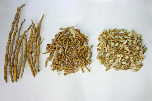 浙贝母与平贝母的植物形态对比图 浙贝母与平贝母的植物形态对比图