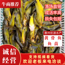 【黄骨鱼苗】广东黄辣丁鱼苗，黄辣丁杂交黄骨鱼苗、黄丫角