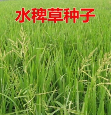 水稗草种子水草鱼龙虾螃蟹鸟食雀叶稗草籽湖南稷子水稗草厂家