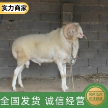 小尾寒羊种羊怀孕母羊种公羊买十送一补贴500元