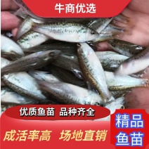 加州鲈鱼苗快大良种活力好欢迎选购提供技术指导
